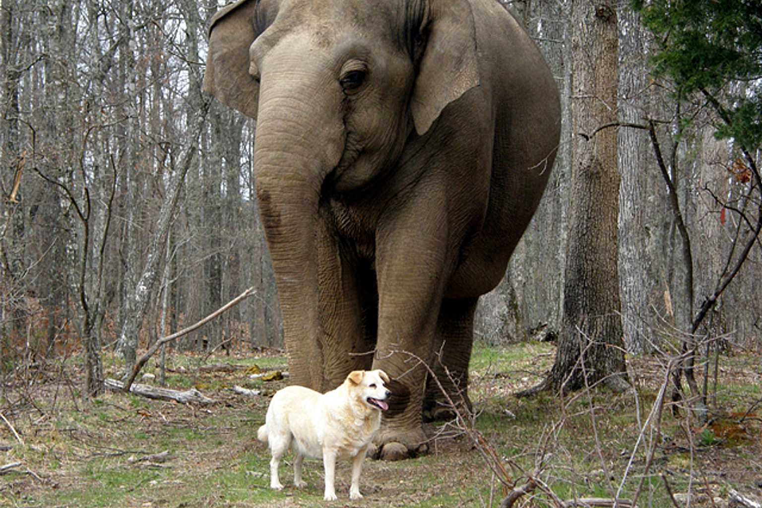 Слоновый год. Слоновые собаки. Смешные слоны. Слониха со слоненком. Слон и собака.