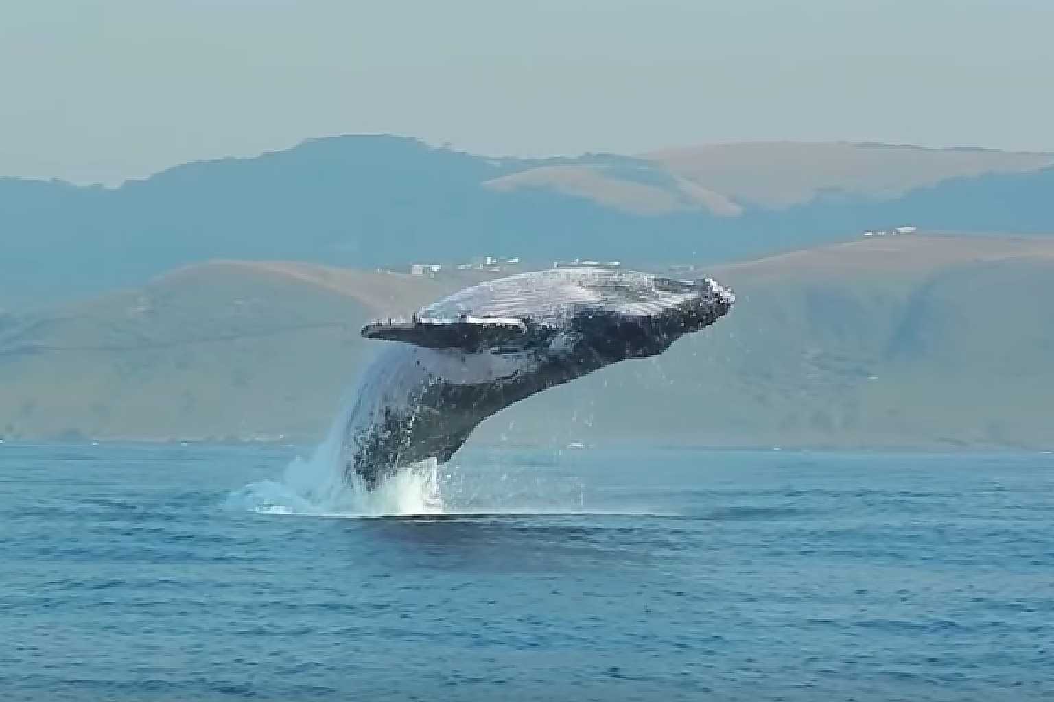 40 噸座頭鯨 躍出水面畫面極罕見專家爽喊這是第一次 爆笑博客